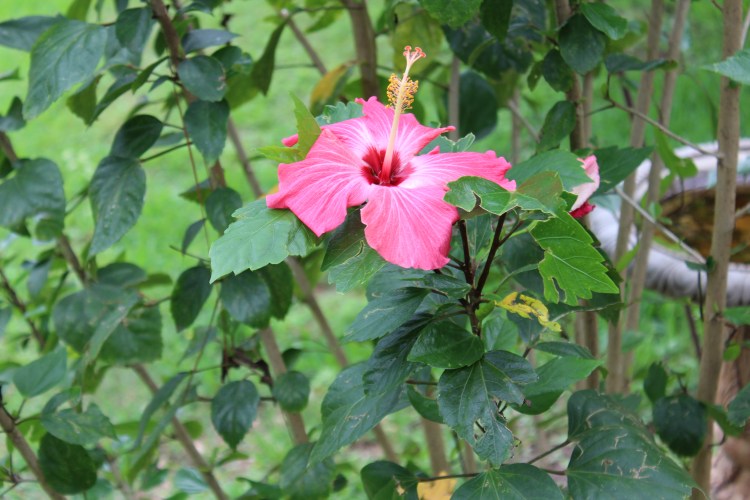 Photo taken by Andrew Joseph Pegoda, April 26, 2015, Lake Jackson, Texas