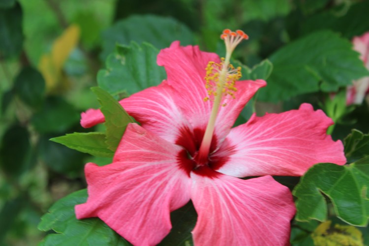 Photo taken by Andrew Joseph Pegoda, April 26, 2015, Lake Jackson, Texas