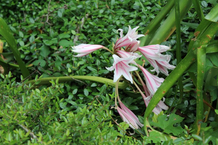 Photo taken by Andrew Joseph Pegoda, April 26, 2015, Lake Jackson, Texas