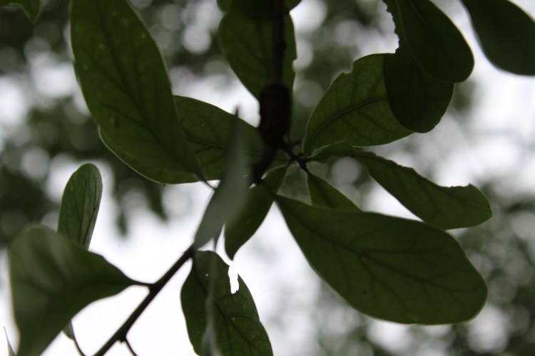 Photo taken by Andrew Joseph Pegoda, April 26, 2015, Lake Jackson, Texas