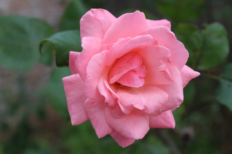 Photo taken by Andrew Joseph Pegoda, April 26, 2015, Lake Jackson, Texas